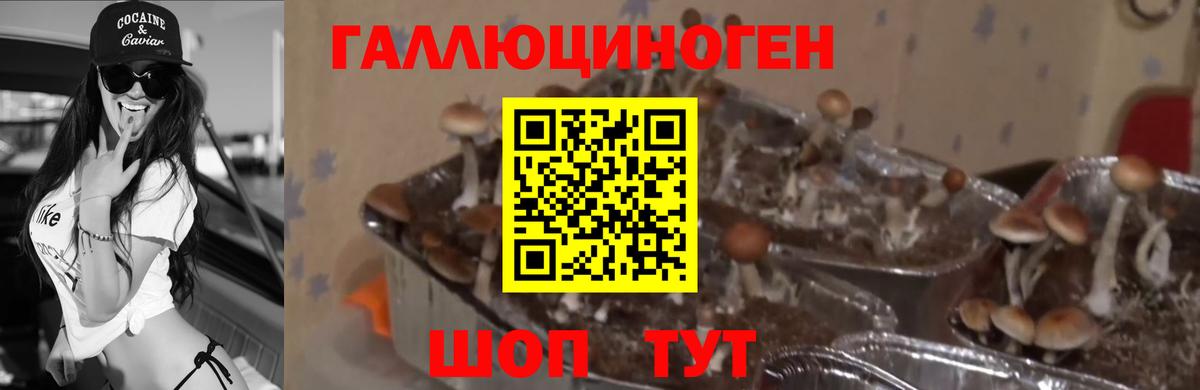 Реутов  Псилоцибиновые грибы MAGIC MUSHROOMS  наркота  Вход с VPN 